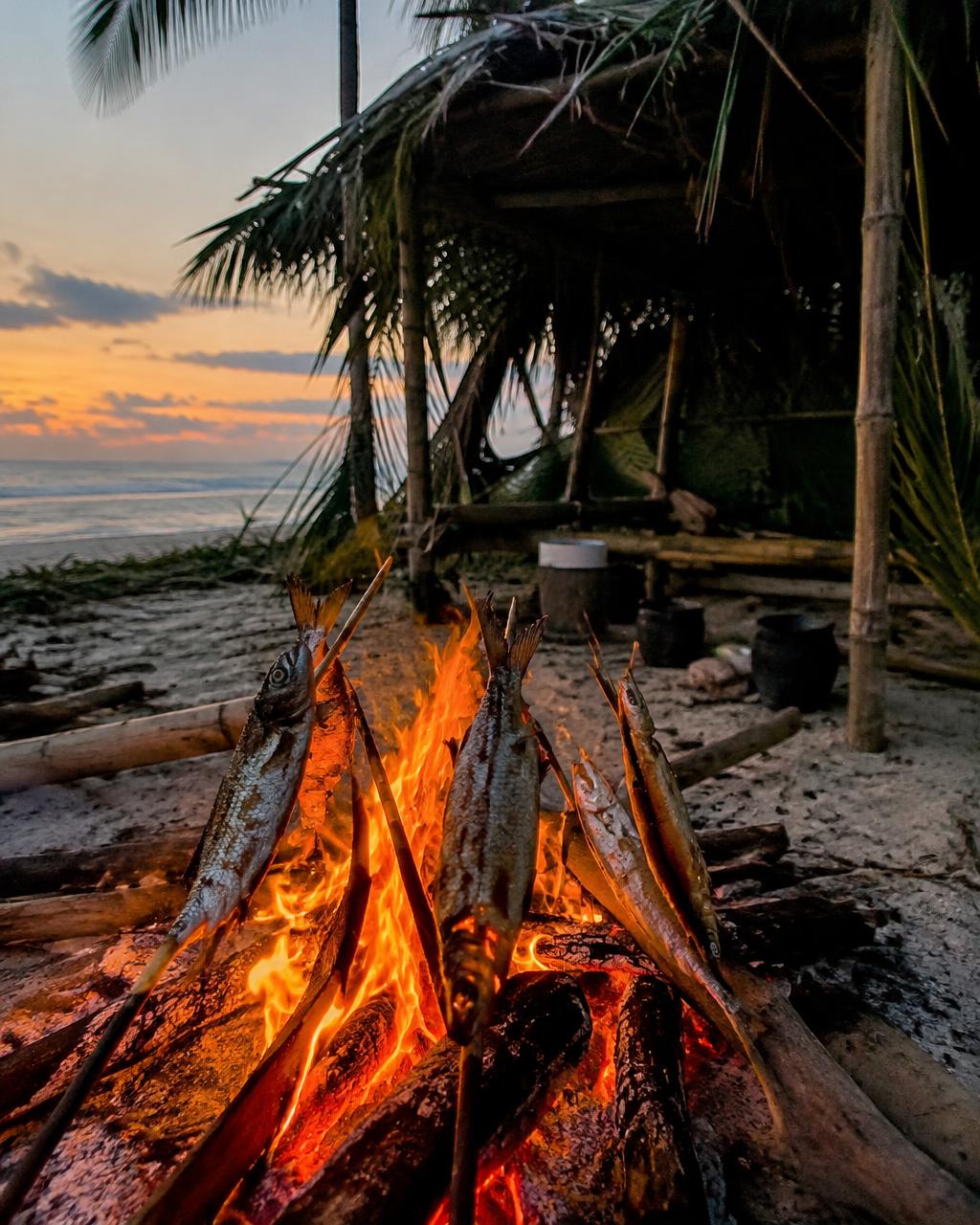 Fish cooking on a campfire in front of a self-built shelter